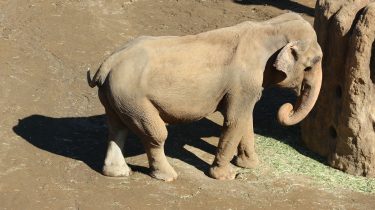 坂がきつい！多摩動物公園のおすすめルートと見どころ